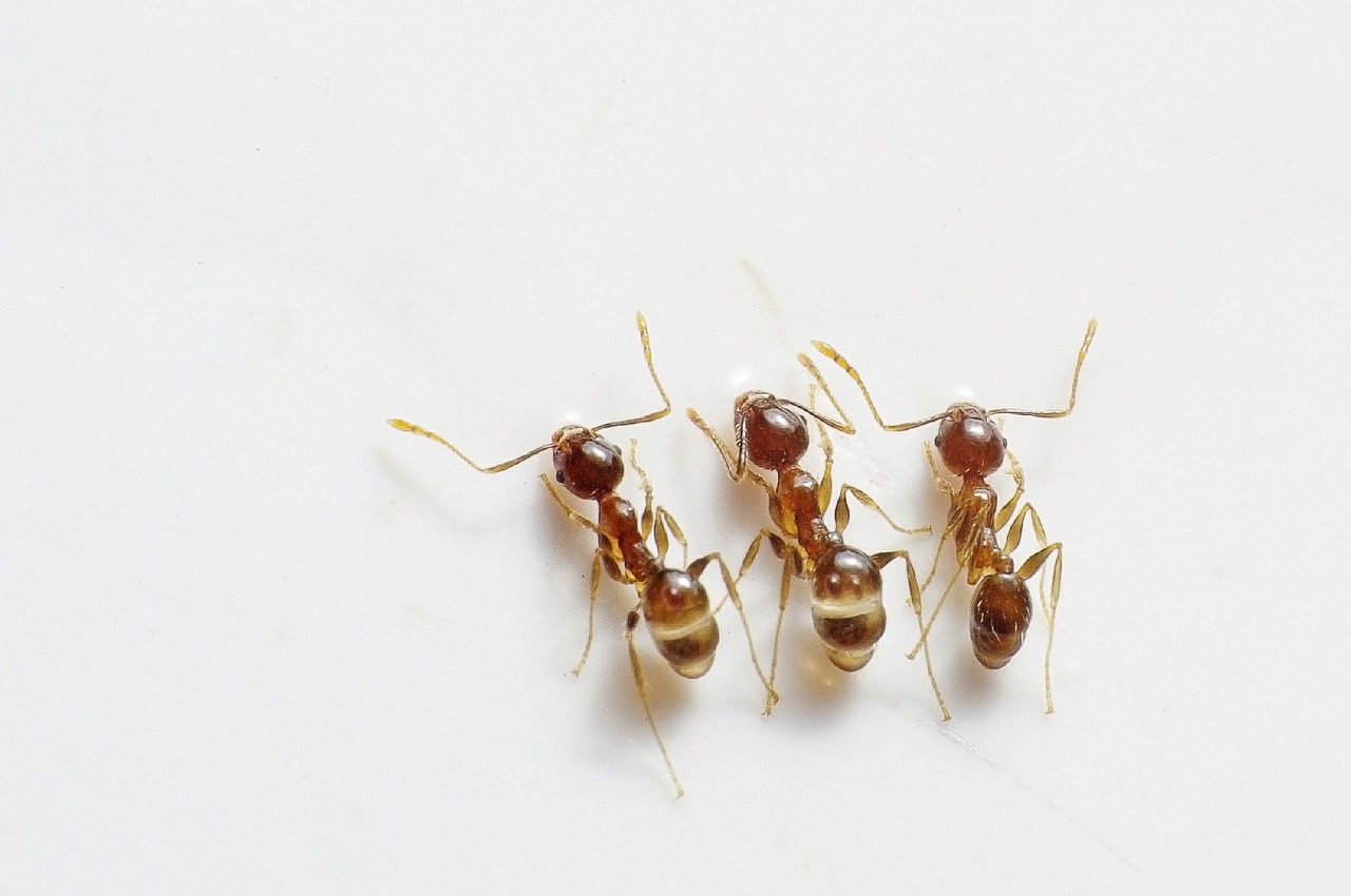 Борьба с муравьями Красноярск