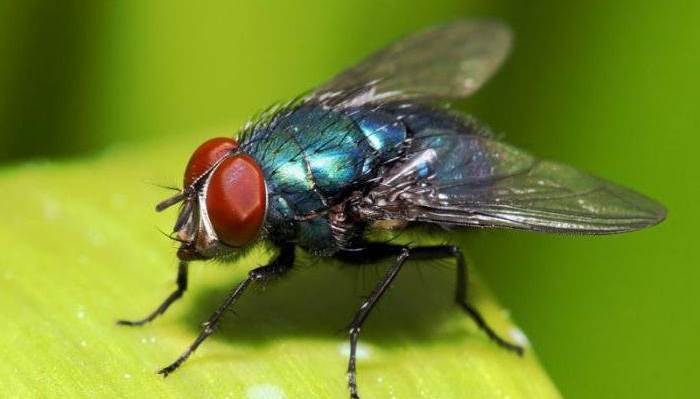 Уничтожение мух от СЭС Ликвидатор
