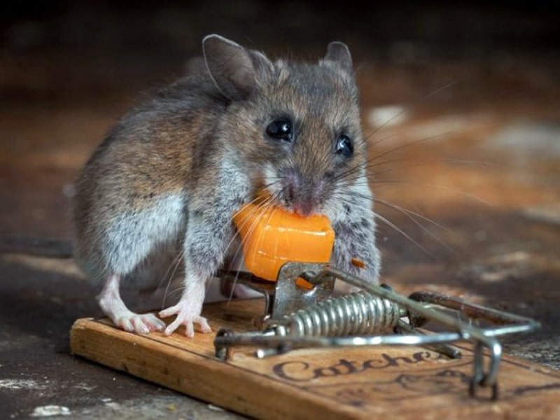 Уничтожение мышей от СЭС Ликвидатор