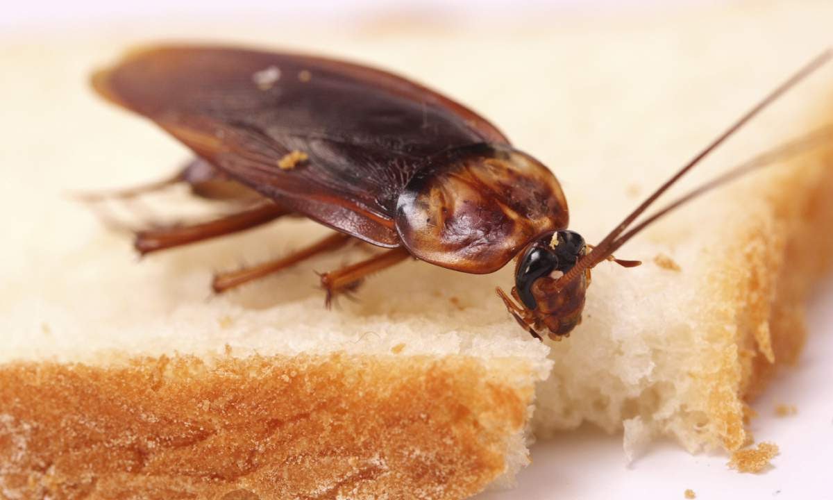Уничтожение тараканов от СЭС Ликвидатор - фото