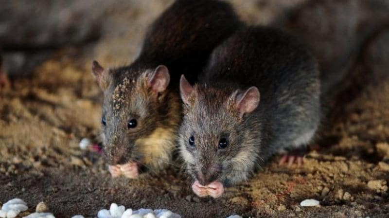 Уничтожение крыс от СЭС Ликвидатор