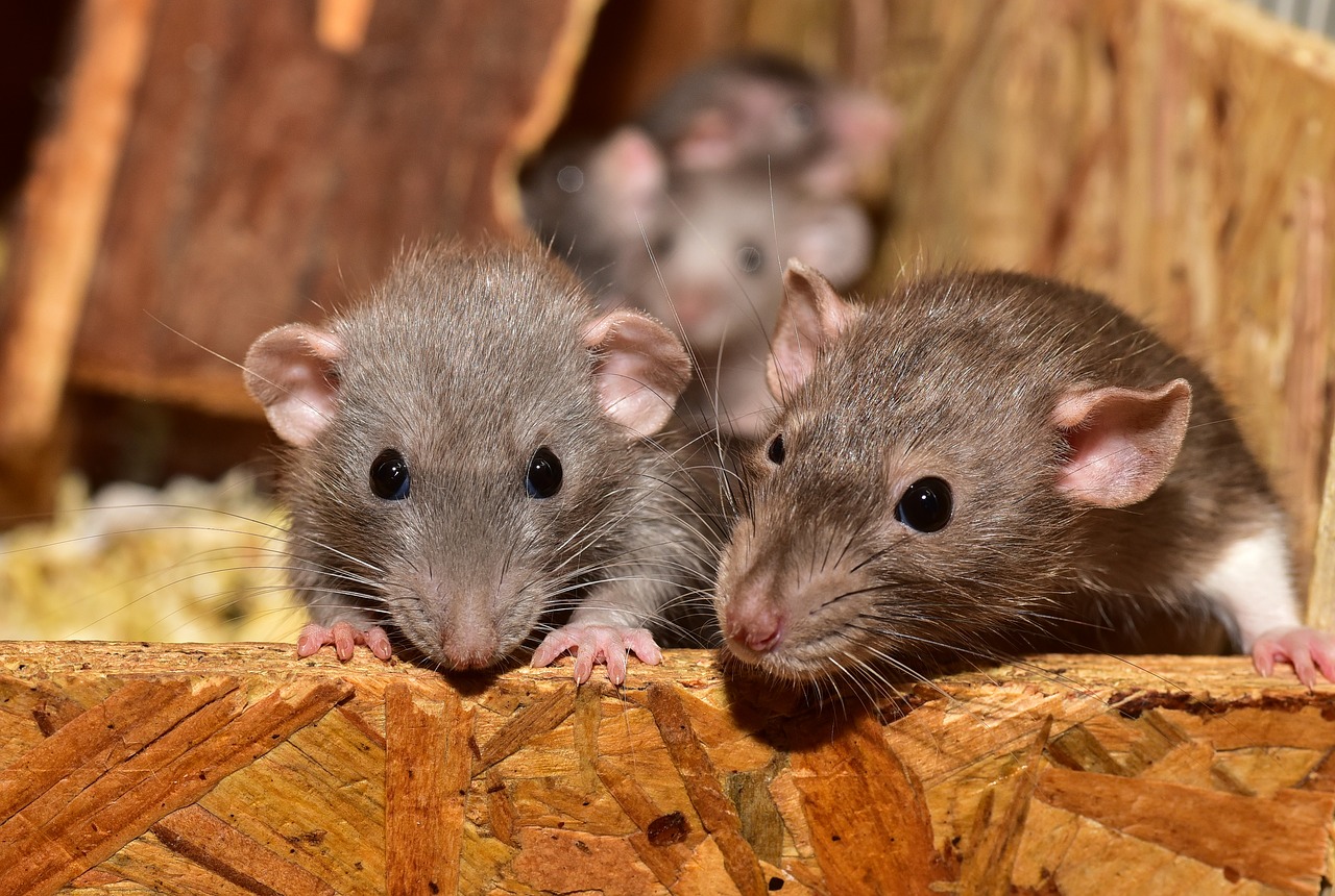 Как поймать крысу и мышь: 3 метода