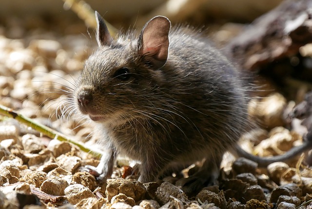 Как избавиться от крыс: способы борьбы