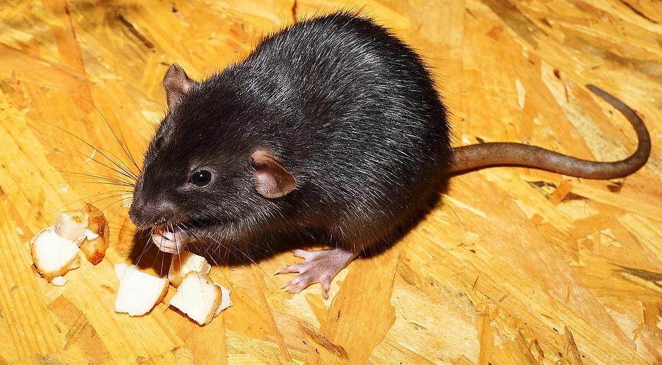 Эффективные способы борьбы с крысами 