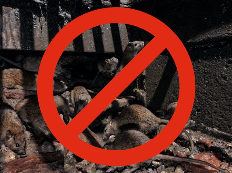 Борьба с крысами в Красноярске
